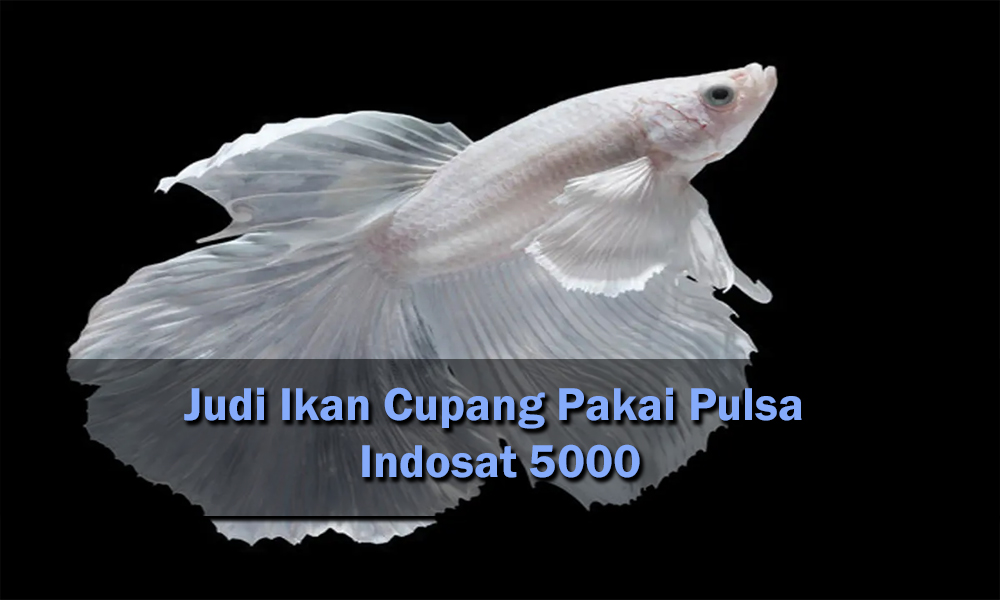 Judi Ikan Cupang Pakai Pulsa Indosat 5000