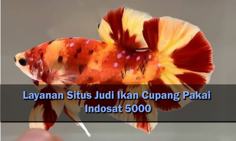 Layanan Situs Judi Ikan Cupang Pakai Indosat 5000