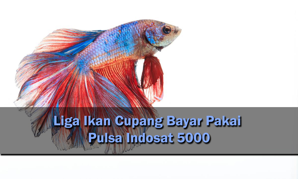 Liga Ikan Cupang Bayar Pakai Pulsa Indosat 5000