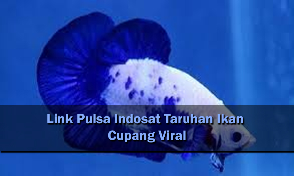 Link Pulsa Indosat Taruhan Ikan Cupang Viral