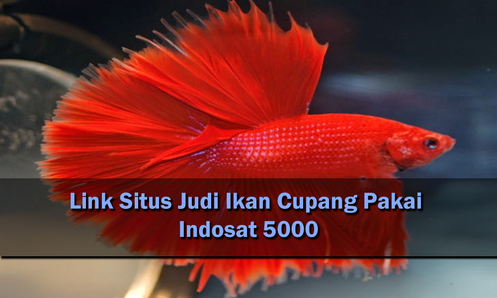 Link Situs Judi Ikan Cupang Pakai Indosat 5000