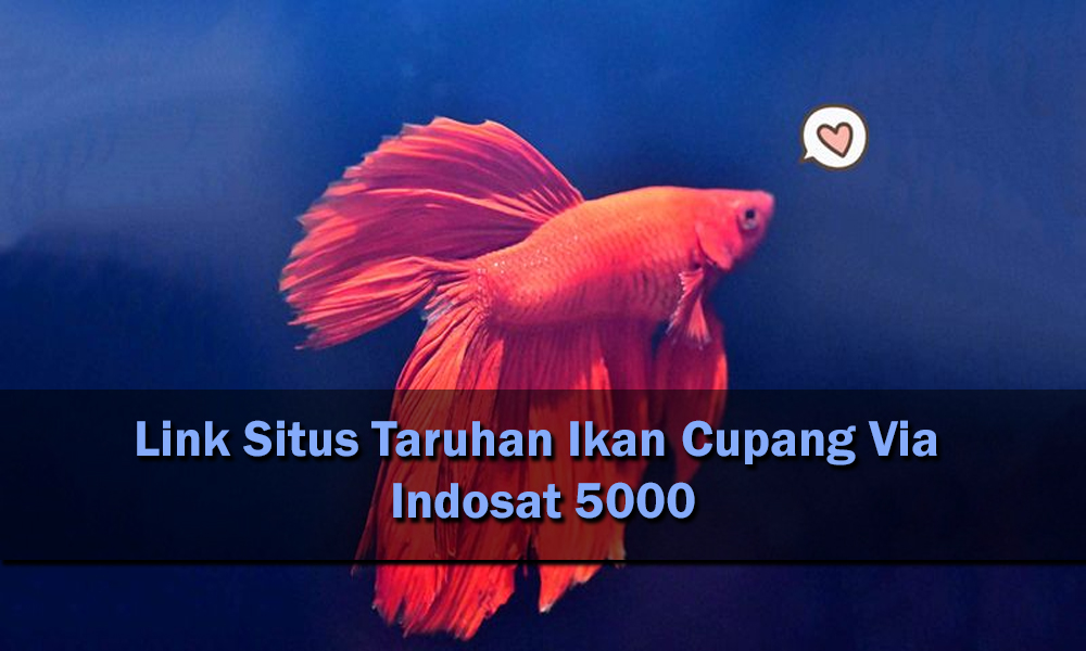 Link Situs Taruhan Ikan Cupang Via Indosat 5000