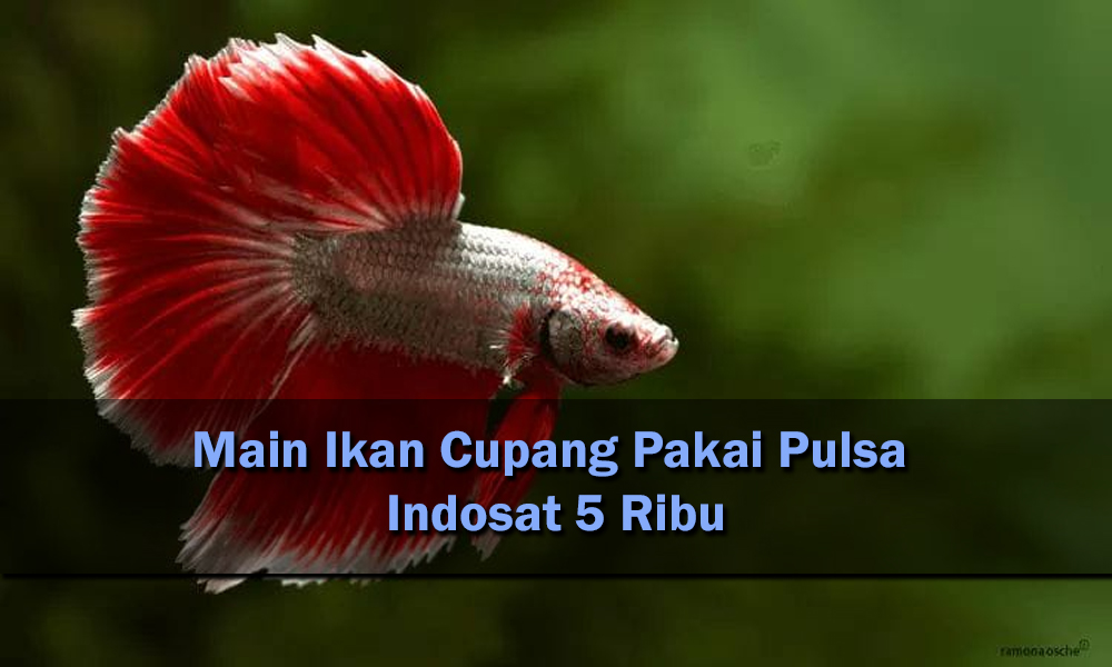 Main Ikan Cupang Pakai Pulsa Indosat 5 Ribu