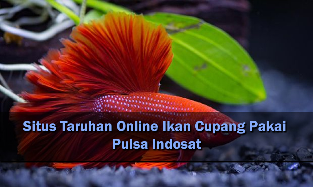 Situs Taruhan Online Ikan Cupang Pakai Pulsa Indosat