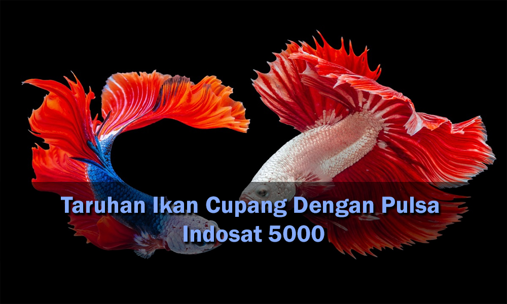 Taruhan Ikan Cupang Dengan Pulsa Indosat 5000