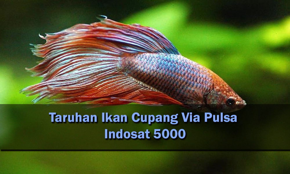 Taruhan Ikan Cupang Via Pulsa Indosat 5000